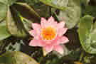 Nimphaea Pink Opal