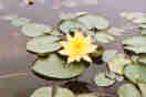 Nimphaea Marliacea Chromatella